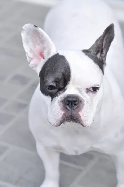 Hund Eller Fransk Bulldogg Omedveten Fransk Bulldogg — Stockfoto