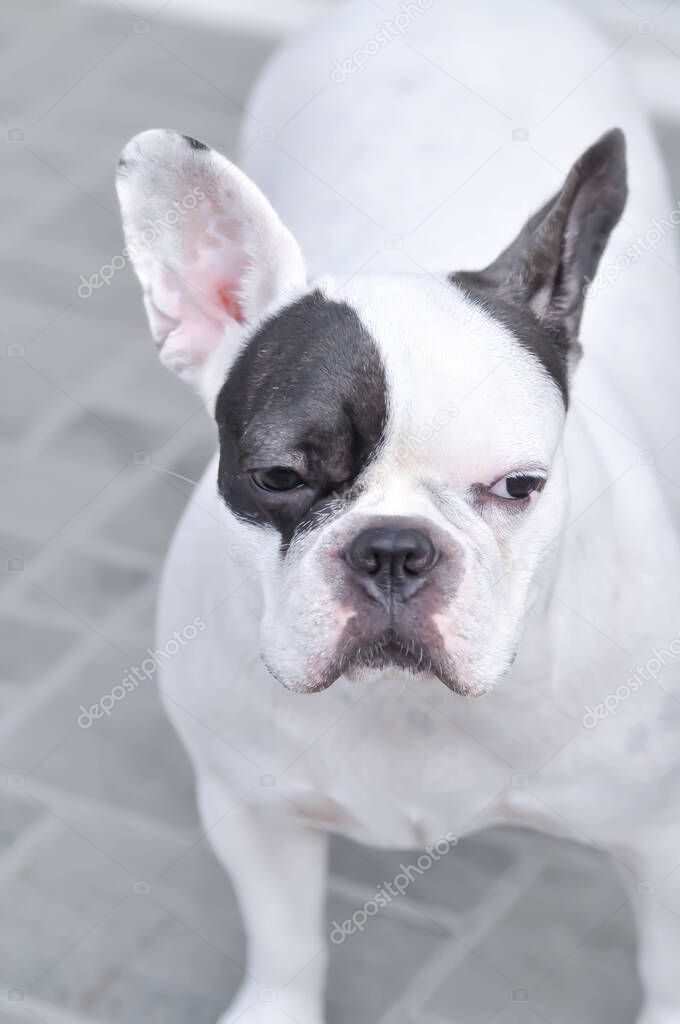 dog or french bulldog, unaware French bulldog