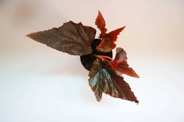 Begonia Begonia Begoniaceae Begonia Planta — Fotografia de Stock