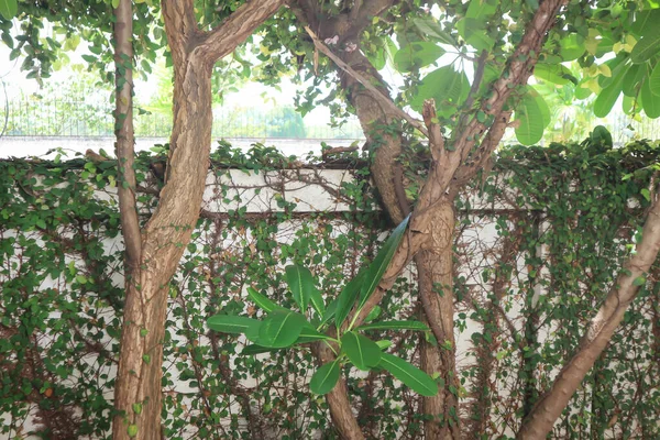 Ficus Pumila Vagy Mászás Füge Falon Templom Kerítés — Stock Fotó