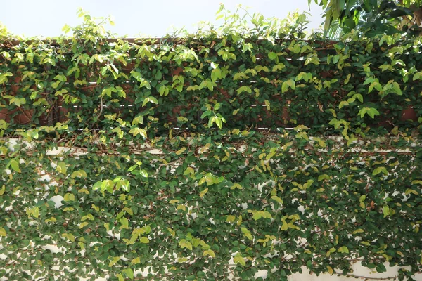 Ficus Pumila Climbing Fig Wall Fence — Stock Photo, Image