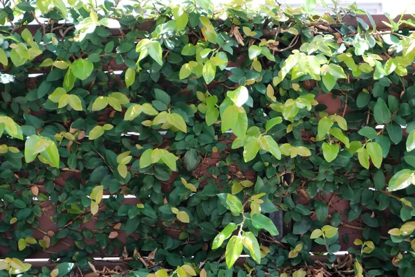 Ficus Pumila Oder Kletterfeige Der Wand Zaun — Stockfoto