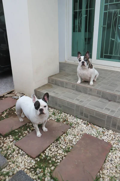 Bulldog Francês Dois Bulldogs Franceses Dois Cães Chão — Fotografia de Stock