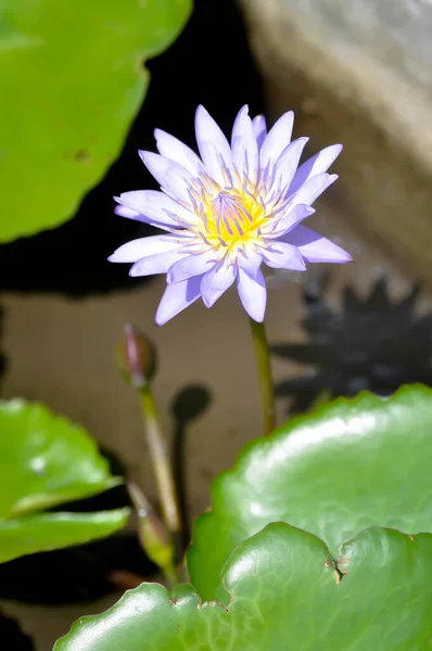 lotus or purple lotus in the pond