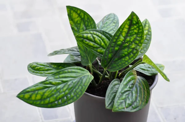 Monstera sp, Canavar Karsteniana bitkisi