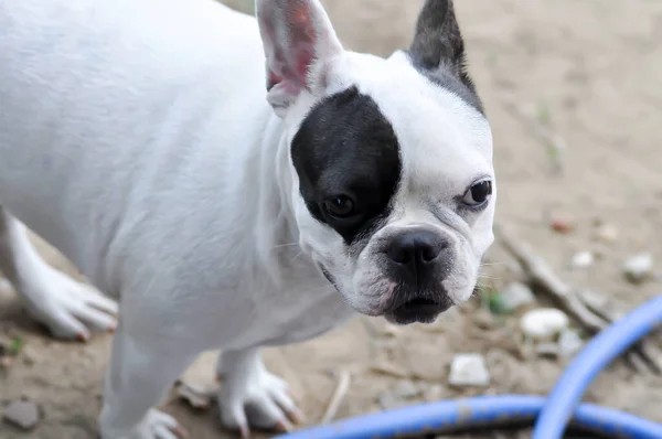 Cão Buldogue Francês Sem Conhecimento Buldogue Francês Chão — Fotografia de Stock