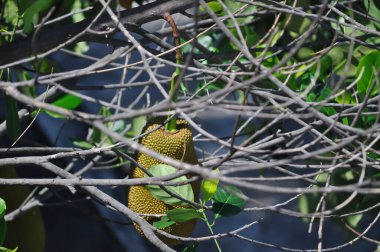 Jackfruit, Jackfruit ağacı veya Jackfruit bitkisi