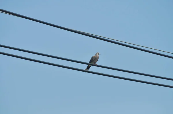 Bird Pigeon Dove Cable — Stock Photo, Image