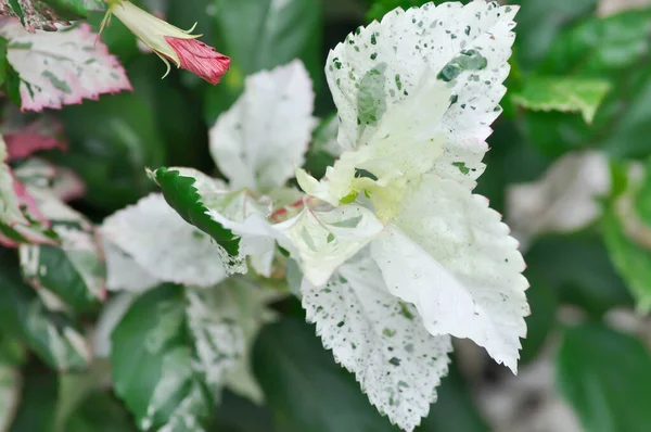 Chinese Rose Hibiscus Hibiscus Rosa Sinensis Variegata Plant — Stock Photo, Image