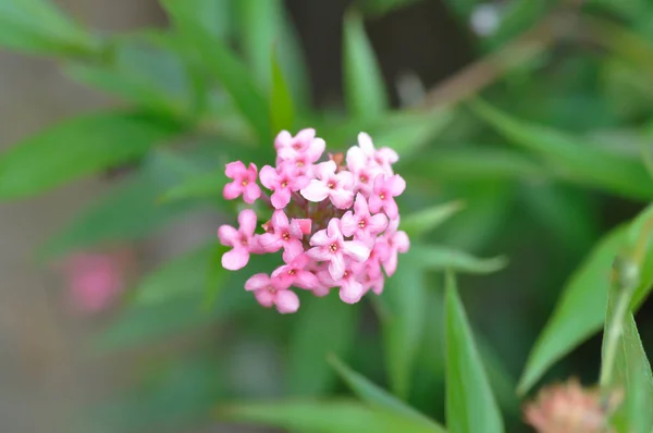 Panama Rose Arachnothryx Leucophylla Plant — 스톡 사진