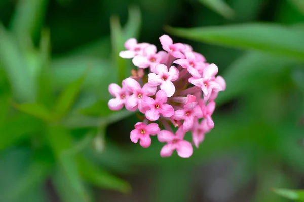 パナマバラ アラクノスリキスルコフィラ植物 — ストック写真