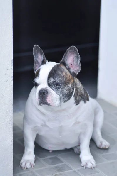 Bulldog Francese Ignaro Bulldog Francese Sul Pavimento — Foto Stock