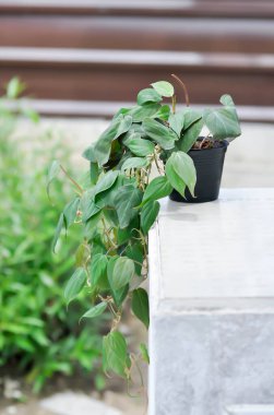 Araceae, Black Gold Philodendron veya Linden ve Andre veya Philodendron melanochrysum