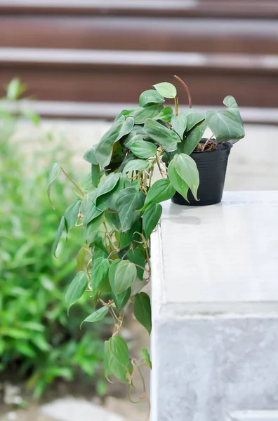 Araceae, Black Gold Philodendron veya Linden ve Andre veya Philodendron melanochrysum