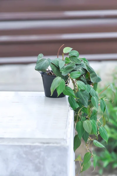 Araceae Black Gold Philodendron Philodendron Melanochrysum — Fotografia de Stock