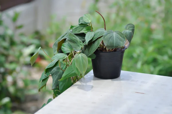 Araceae Black Gold Philodendron Nebo Linden Andre Nebo Philodendron Melanochrysum — Stock fotografie