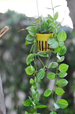 Dischidia ovata Benth, Dischidia Karpuz ya da Hoya Karpuz ya da Karpuz Dischidi