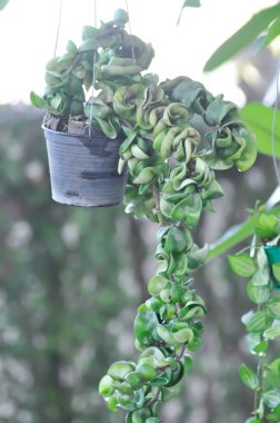 Hoya carnosa compacta, Hoya Compacta veya hoya