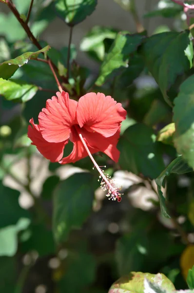 Çin Gülü Veya Hibiscus Kırmızı Çiçek — Stok fotoğraf