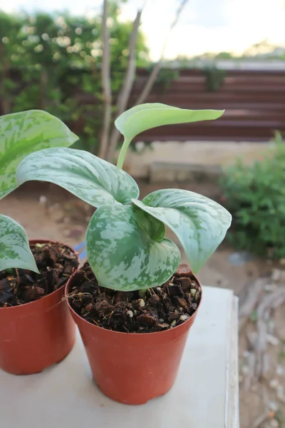 Satyna Pothos Srebro Hilodendron Lub Scindapsus Pictus Hassk Lub Argyreus — Zdjęcie stockowe