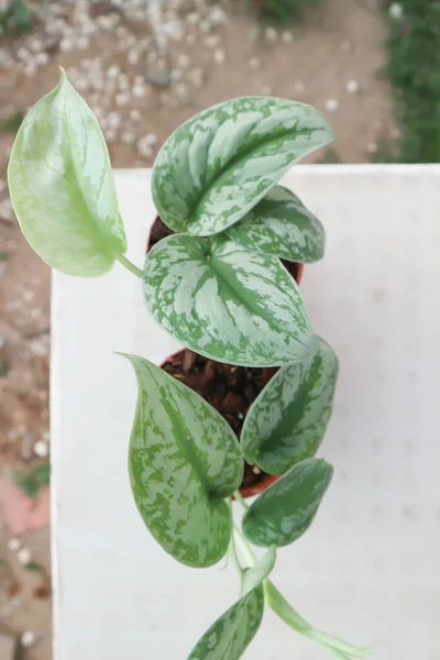 Satin Pothos, Silver Hilodendron veya Scindapsus Pictus Hassk veya Argyreus bitkisi