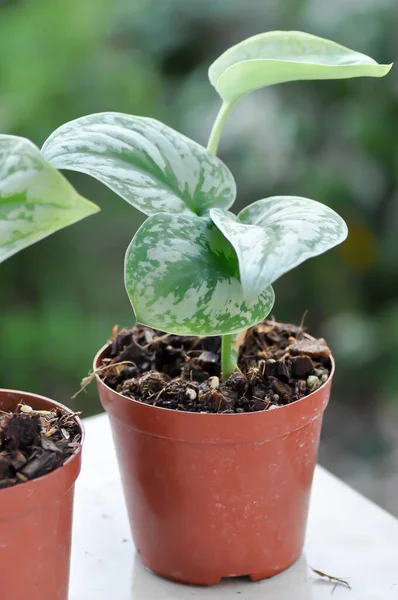 Pothos Satiné Hilodendron Argent Scindapsus Pictus Hassk Plante Argyreus — Photo