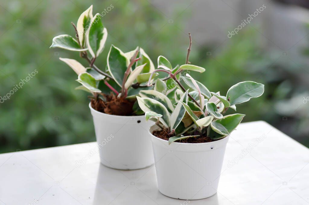 Hoya carnosa compacta,Hoya Compacta or hoya tricolor plant