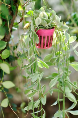 Dischidia, Dischidia Beyaz Elmas bitkisi