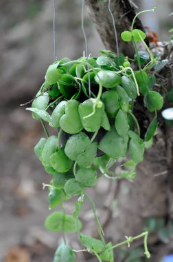 Dischidia imbricata Blume, Conchophyllum imbricatum Blume veya Karınca Bitkisi veya Dischidia Bitkisi