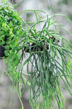 Rhipsalis, Rhipsalis baccifera ve Dischidia nummularia Variegatege bitkisi