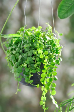 String of Nickels or dischidia nummularia variegata plant clipart