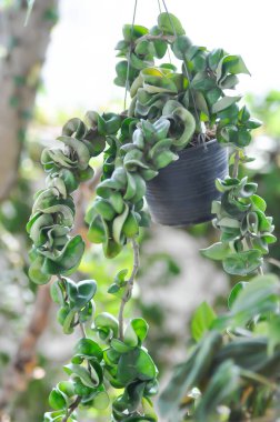 Hoya carnosa compacta,Hoya Compacta plant clipart