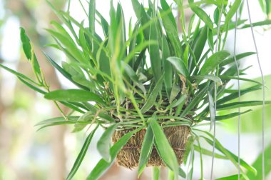 Dischidiopsis, Dischidiopsis paraziti veya Conchophyllum philippinense veya Marsdenia parazitica bitkisi