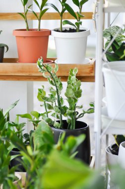 Deniz kabuğu şeytanın omurgası, deniz kabuğu zigzag bitkisi bahçede.