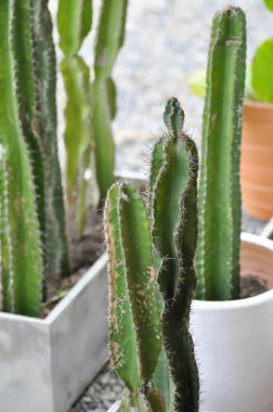 Cereus sp, Fairy Castle veya Cereus Peruvianus veya caatus