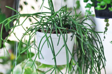 Rhipsalis, Rhipsalis baccifera veya Rhipsalis Sereuscula bitkisi