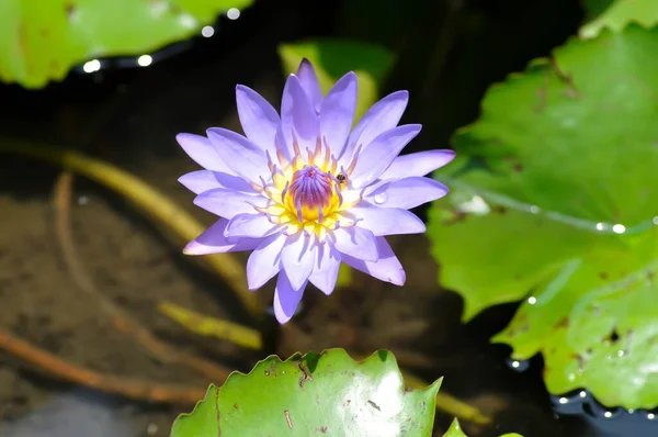 Lotus Purple Lotus Water Lily — Stock Photo, Image