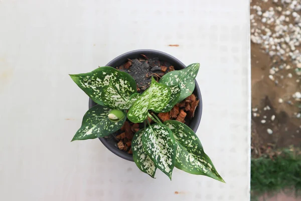 Aglaonema Chinese Evergreen Aglaonema Plants — стокове фото