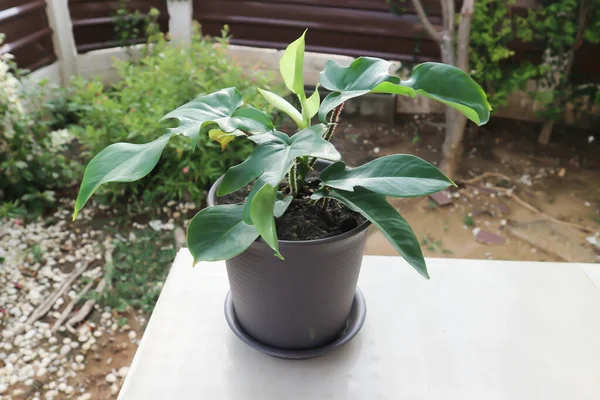 Filodendron Pedatum Roślina Philodendron Doniczce — Zdjęcie stockowe