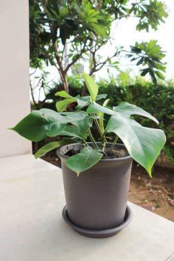 Philodendron Pedatum, Philodendron Bitkisi saksıda