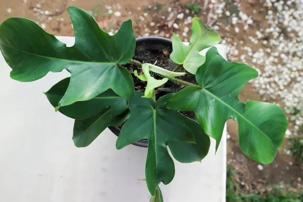 Philodendron Pedatum Planta Philodendron Vaso Flores — Fotografia de Stock