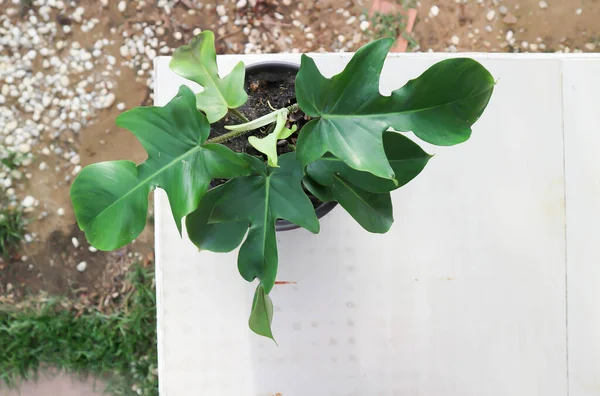 Philodendron Pedatum, Philodendron Bitkisi saksıda