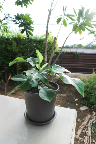 Philodendron Pedatum Philodendron Tanaman Dalam Pot Bunga — Stok Foto