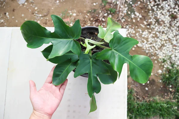 Philodendron Pedatum, Philodendron Bitkisi saksıda