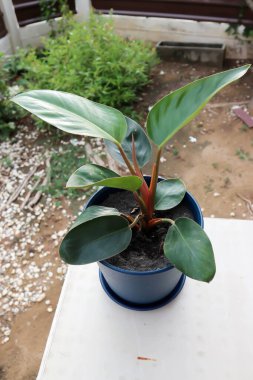 PHILODENDRON ROJO CONGO, Philodendron kırmızı Kongo veya Philodendron veya Philo