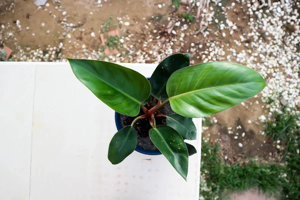 Philodendron Rojo Congo Philodendron Congo Rojo Philodendron Philo — Foto de Stock