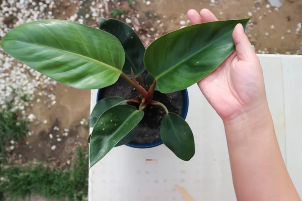 PHILODENDRON ROJO CONGO, Philodendron kırmızı Kongo veya Philodendron veya Philo