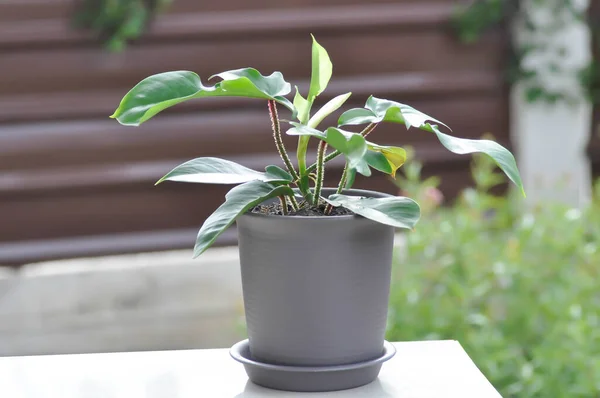 Philodendron Pedatum Philodendron Tanaman Dalam Pot Bunga — Stok Foto