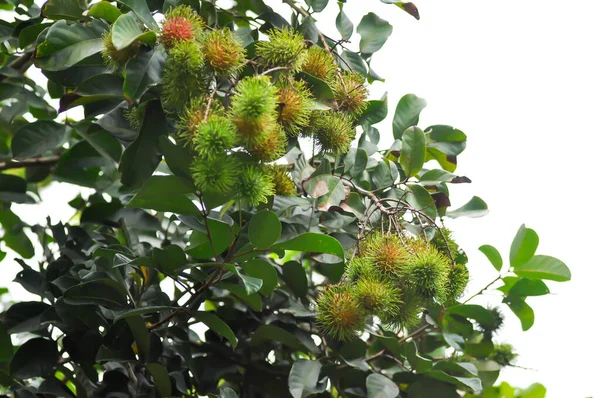 Rambutan Nephelium Lappaceum Sapindaceae Rambutan Tree Ranbutan Seed —  Fotos de Stock