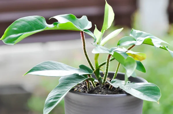 Philodendron Pedatum Philodendron Plante Dans Pot Fleurs — Photo